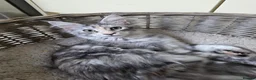 Maine Coon cats for sale: 🐾 Stunning GCCF registered Maine Coon kittens 💕 - Advert 7
