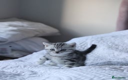 British Shorthair cats for sale: GCCF British Shorthair Silver Kittens - Advert 14