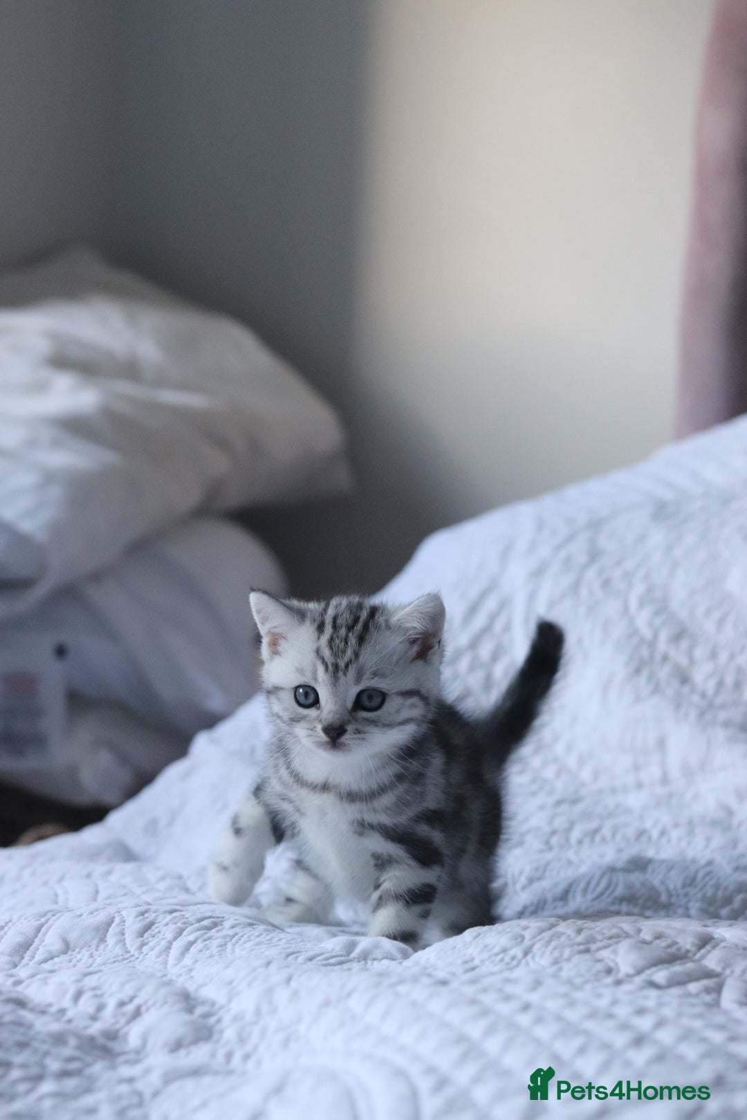 British Shorthair cats for sale: GCCF British Shorthair Silver Kittens - Advert 14