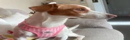 Mixed Breed dogs for adoption: Sylvie (Jack Russell/Dachshund/Beagle mix) - Advert 6