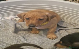 Dachshund dogs for sale: Adorable Dachshund Puppies for Sale (Ready Now) - Image 3
