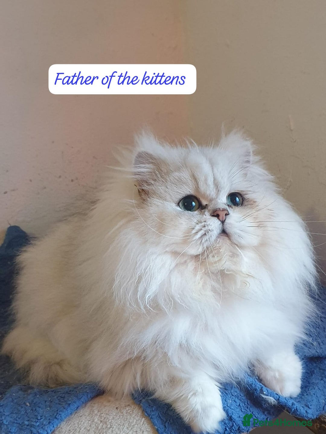 Persian cats for sale: 🌟Beautiful Pedigree Chinchilla Persian Kitten🌟 - Image 22
