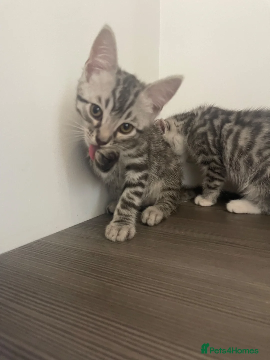 Bengal cats for sale: Silver bengal kitten - Advert 1