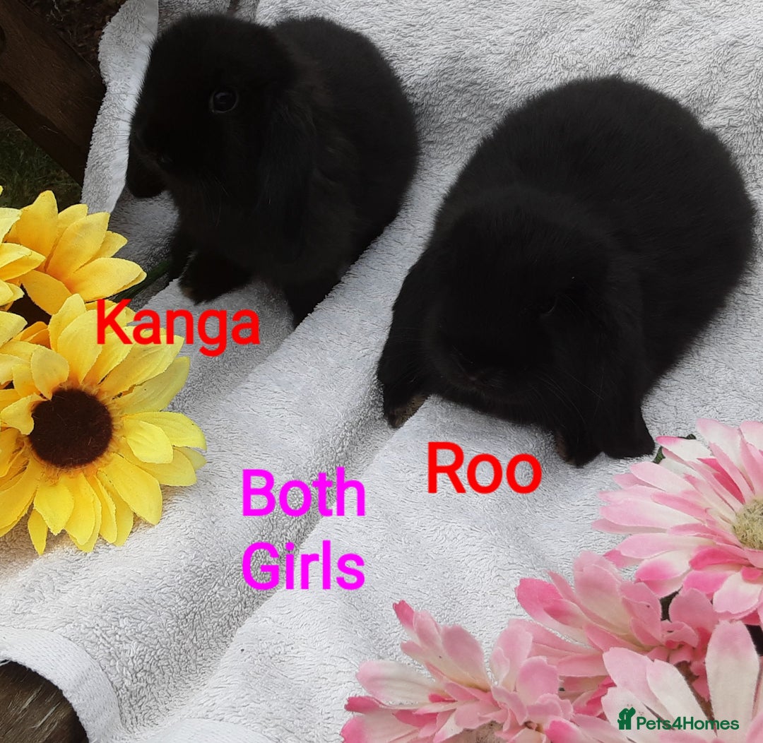 Mini Lop rabbits for sale: 3 Beautiful Baby Mini Lops - Image 3