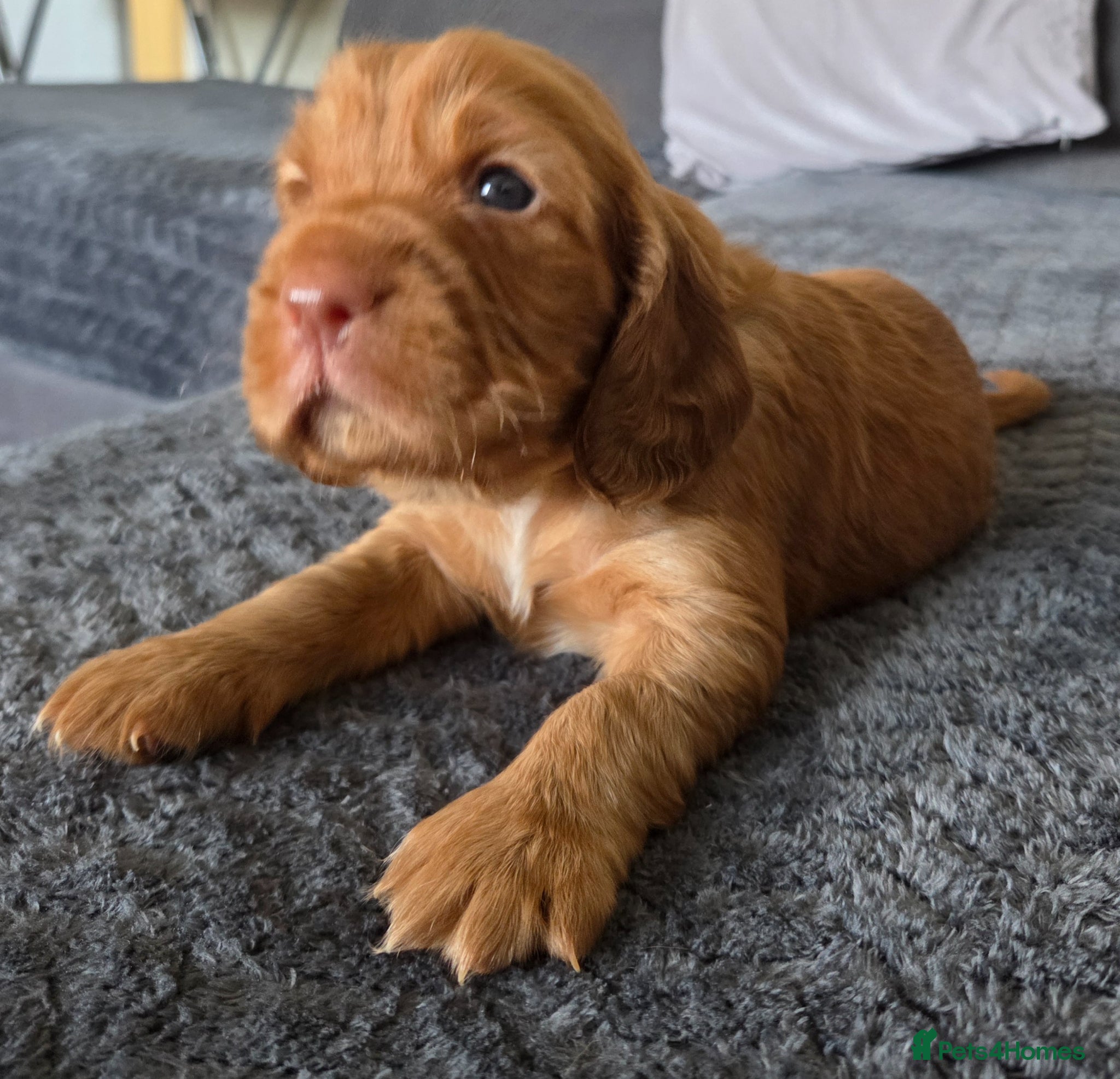 Cocker Spaniel dogs for sale: Cocker spaniel boy  in Shrewsbury - Advert 3