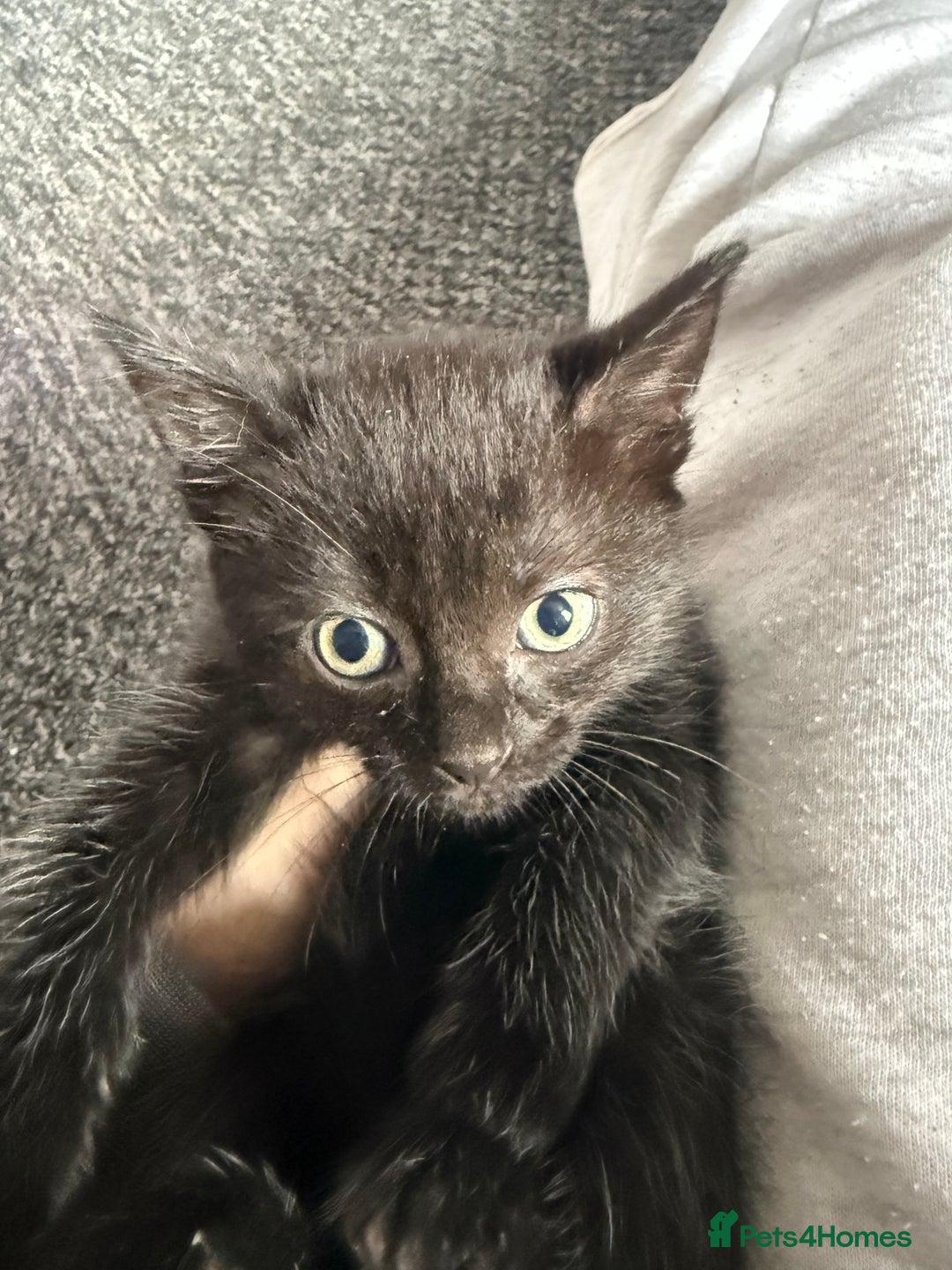 Mixed Breed cats for sale: mixed breed kittens for sale - Image 7