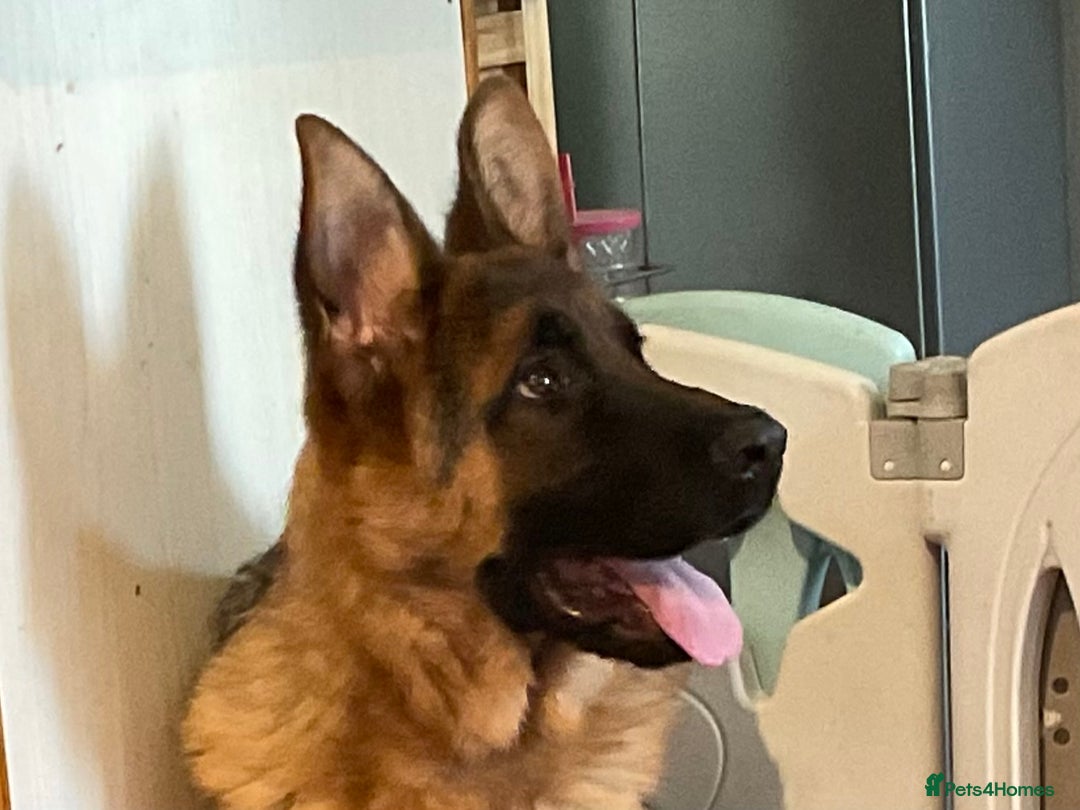 German Shepherd dogs for sale: Outstanding specimen German Shepherd  - Advert 17