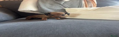 Dachshund 5