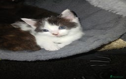 Mixed Breed cats for sale: Mixed bread  - Image 6