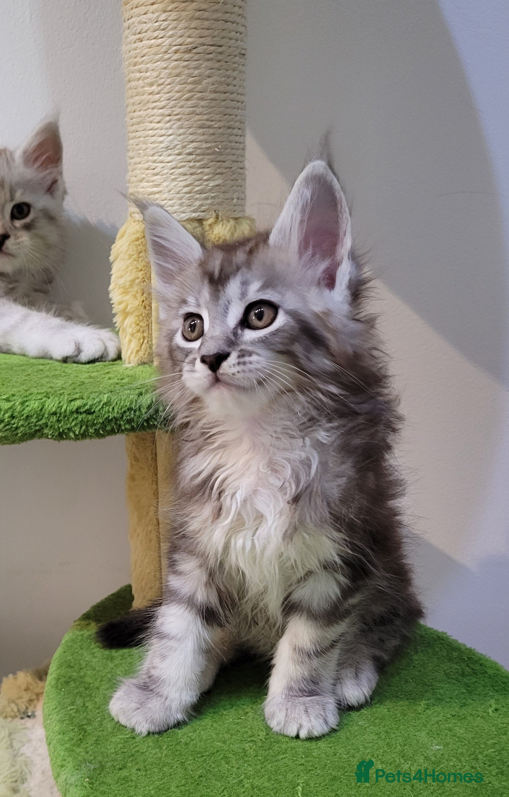 Maine Coon cats Tica registered Maine coon kittens  - Advert 7