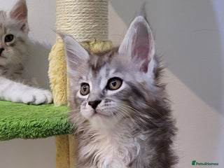 Maine Coon cats Tica registered Maine coon kittens - Advert 7