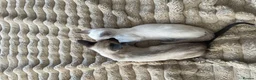 Siamese cats for sale: Last girl lilac point left  - Advert 9