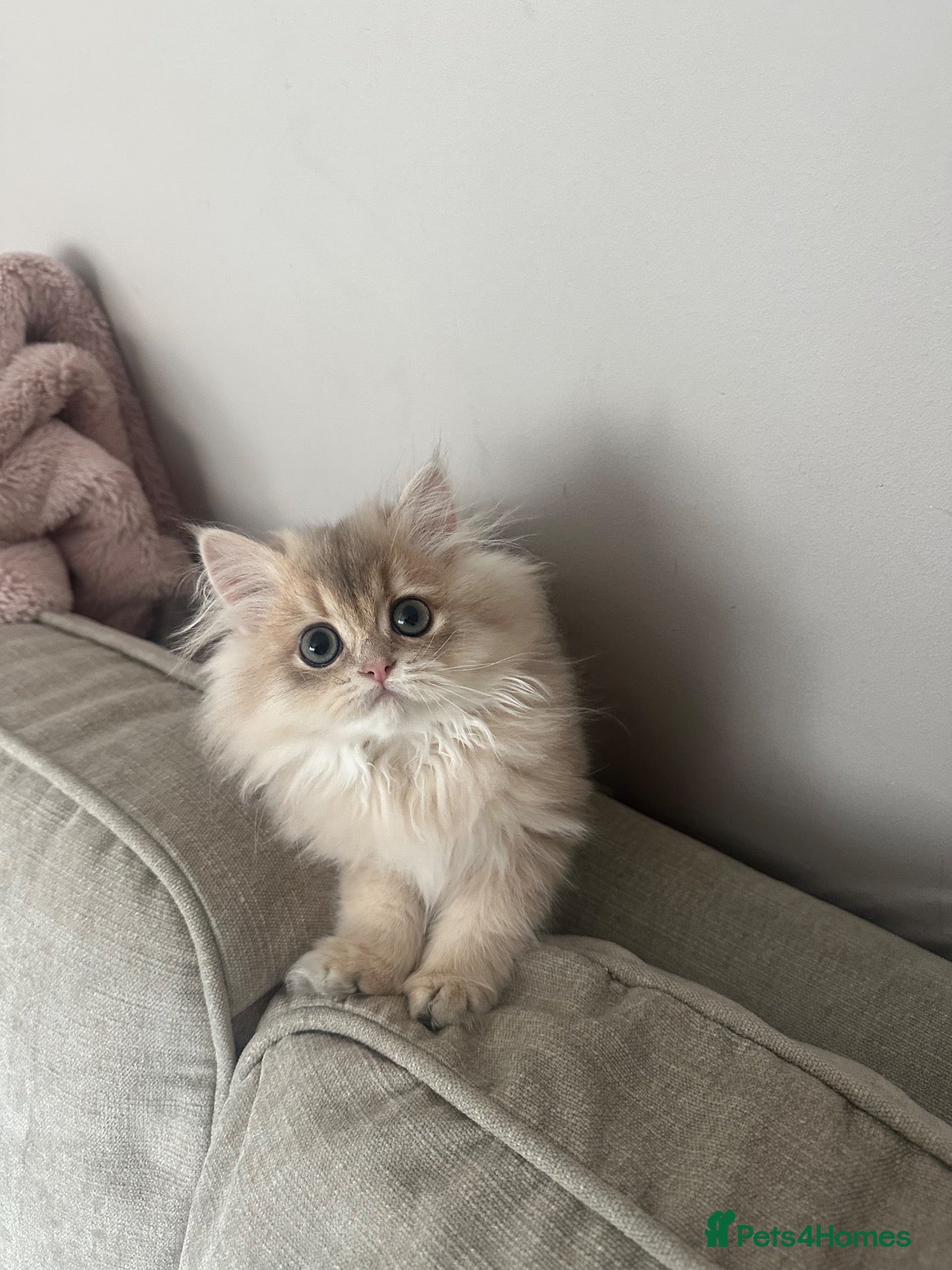British Longhair cats BLUE GOLDEN 12 weeks old BLH boy - Advert 2
