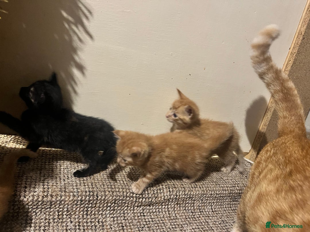 Mixed Breed cats for sale: Beautiful ginger and black kittens  - Image 7