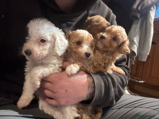 Cockapoo dogs for sale - Advert 1