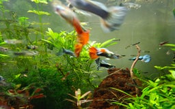 Live Bearers fish for sale: Colourful young Guppies (male and females) - Image 2