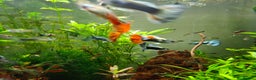Live Bearers fish for sale: Colourful young Guppies (male and females) - Advert 2