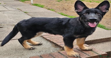 German Shepherd dogs - Advert 7