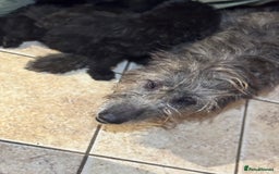 Mixed Breed dogs for sale: Ready now - F1 Irish Wolfadoodle - Advert 12