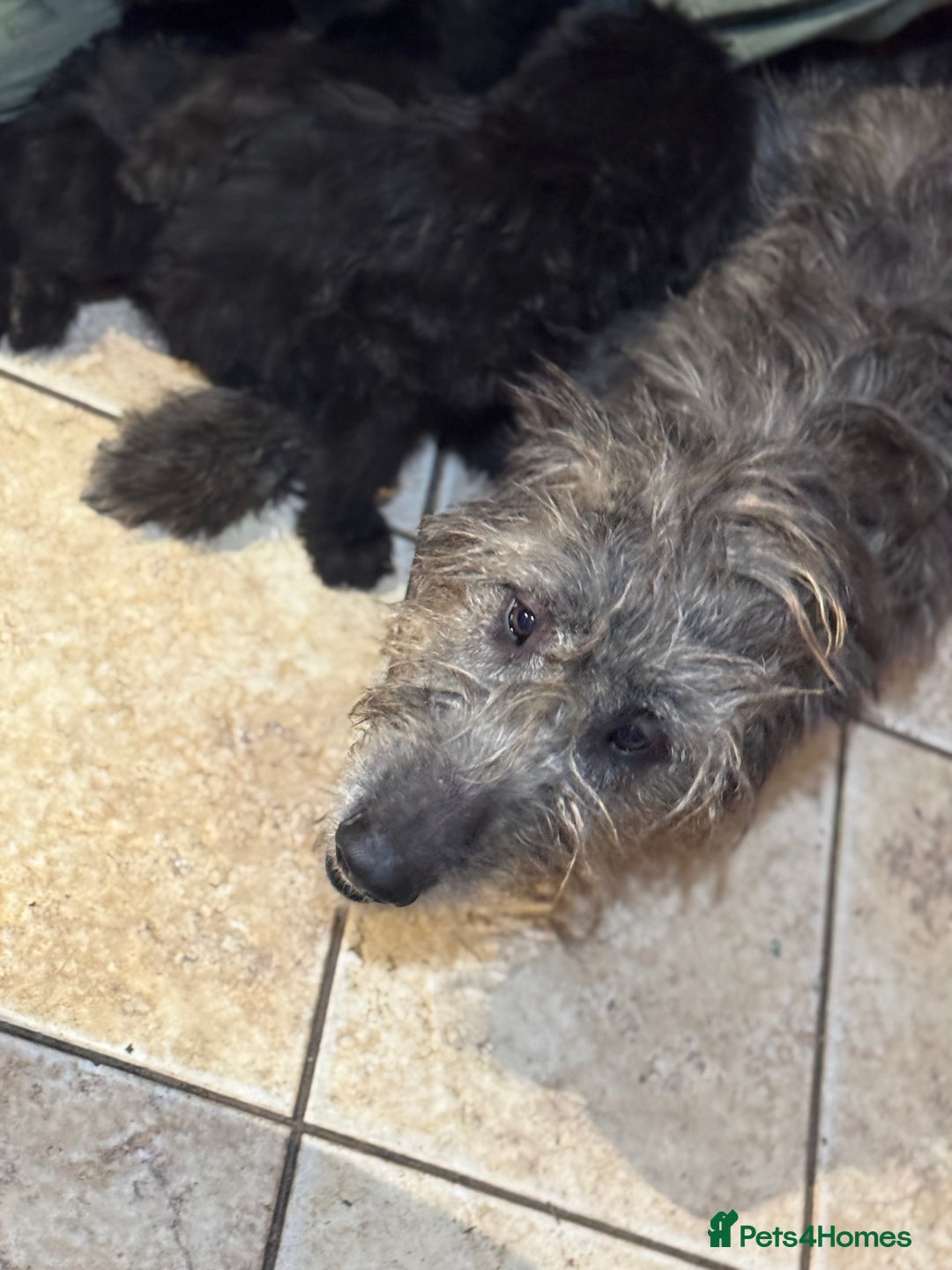 Mixed Breed dogs for sale: Ready now - F1 Irish Wolfadoodle - Advert 12