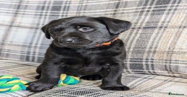 Labrador Retriever dogs - Advert 10