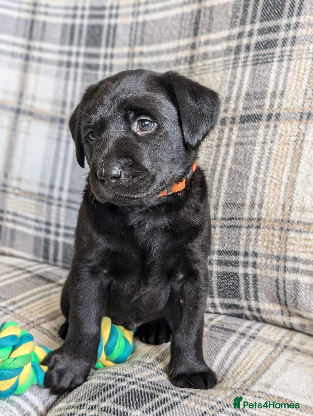 Labrador Retriever dogs for sale: Stunning labrador puppies from good working lines - Advert 7