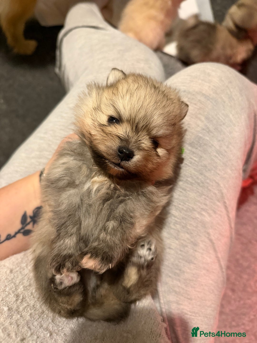 Pomeranian dogs for sale: Kc Pomeranians  - Advert 19