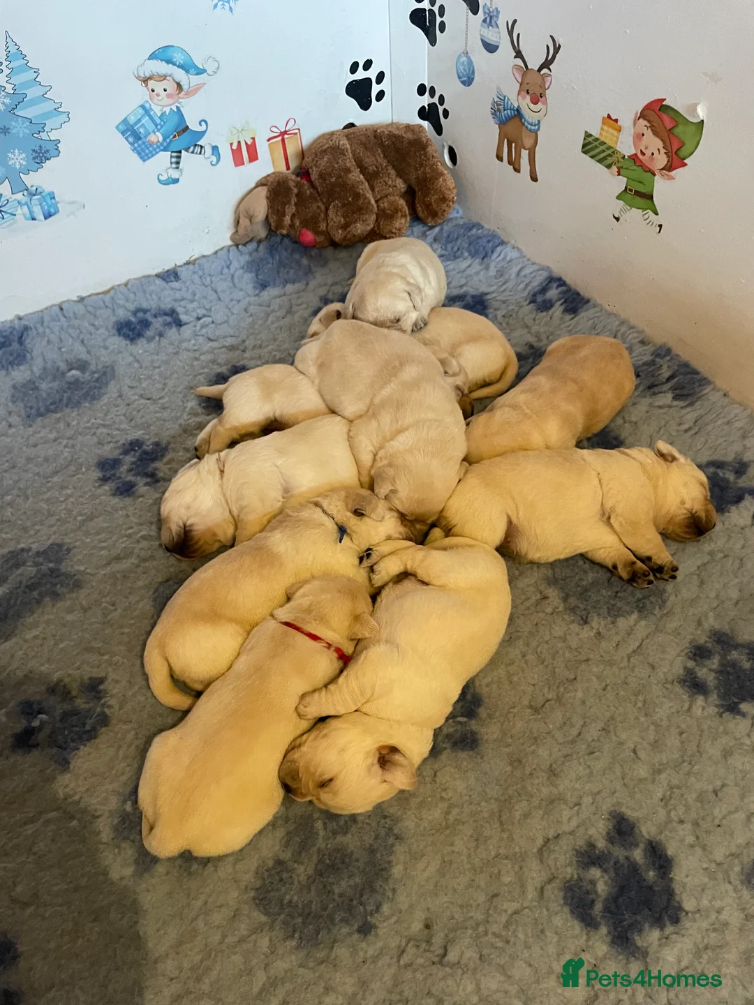 Labrador Retriever dogs for sale: Fabulous KC Champion Lines Labrador Puppies - Advert 17
