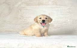 Golden Retriever dogs for sale: Stunning golden retriever puppies for sale  - Image 2