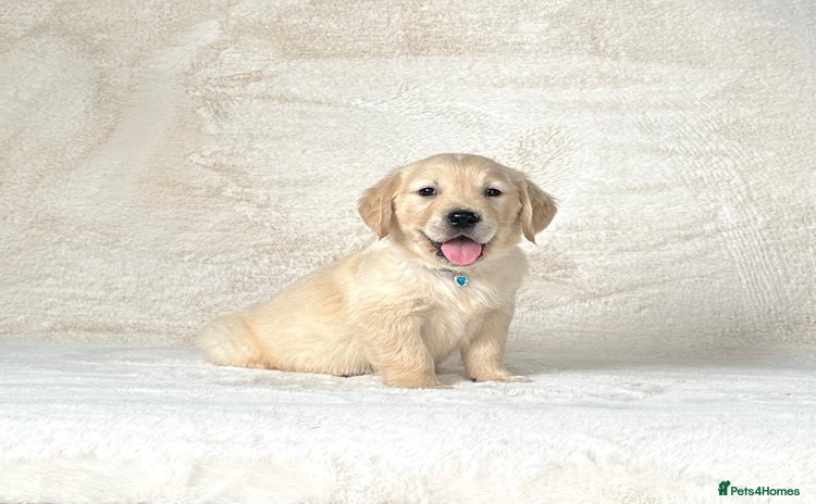 Golden Retriever dogs - Advert 3