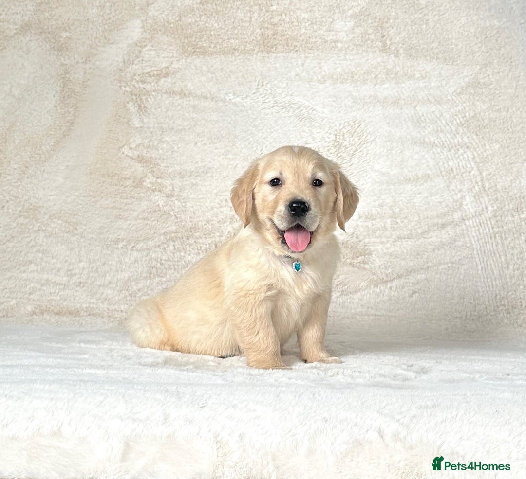 Golden Retriever dogs for sale: Stunning golden retriever puppies for sale  - Image 2