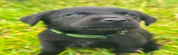 Labrador Retriever dogs for sale: Labrador puppies   - Advert 13