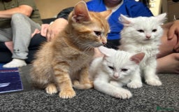 Mixed Breed cats for sale: Male kittens - Image 8