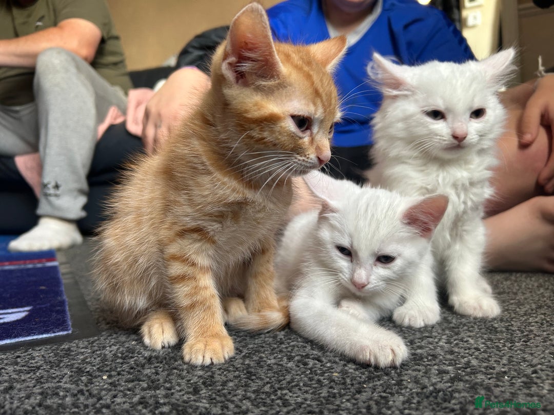 Mixed Breed cats for sale: Male kittens - Image 8