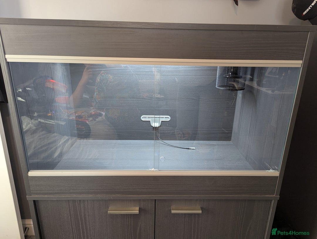 Corn Snake reptiles for sale: Male Corn Snake 2 Years - Image 9