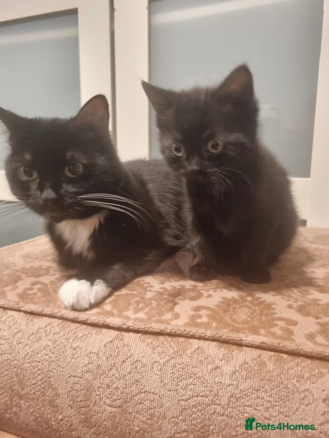 Mixed Breed cats for sale: Female kitten  - Advert 2