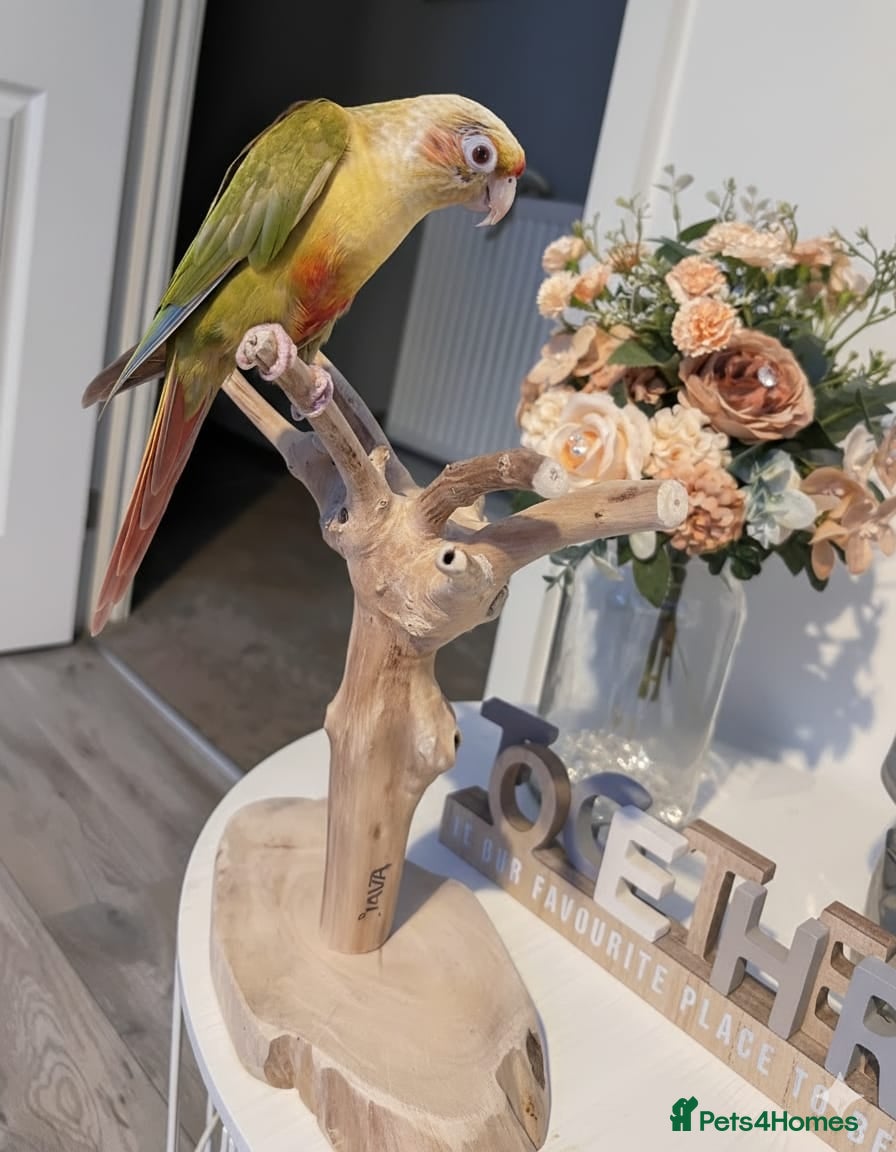 Conures birds Chilli the Fallow Maroon Belly Conure - Advert 2