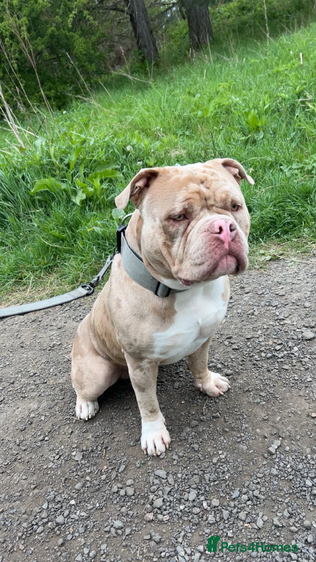 American Bully dogs for stud: AMERICAN POCKET BULLY (FOR STUD) - Advert 2