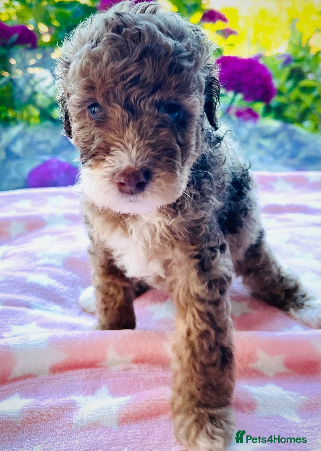 Cockapoo dogs for sale: Stunning fully DNA tested Cockapoo puppies - Image 1