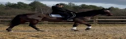 Irish Thoroughbred horses for sale: 16.1 Irish mare  - Advert 1