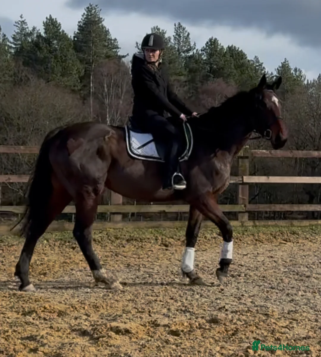 Irish Thoroughbred horses for sale: 16.1 Irish mare  - Advert 1