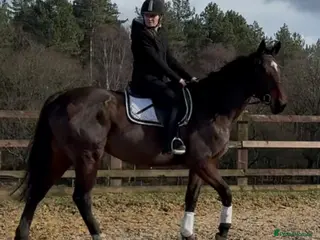 Irish Thoroughbred horses 16.1 Irish mare - Advert 1