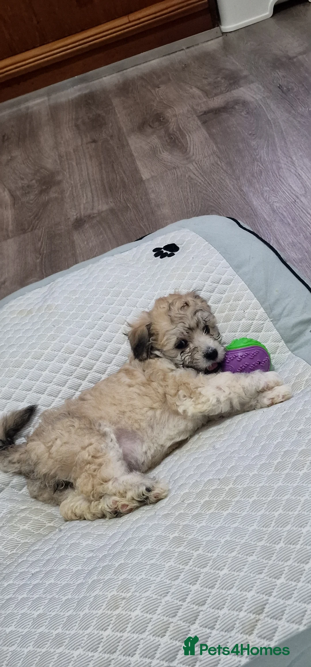 Bichon Frise dogs for sale: Beautiful Bichon Frise Puppies in Birmingham - Advert 2