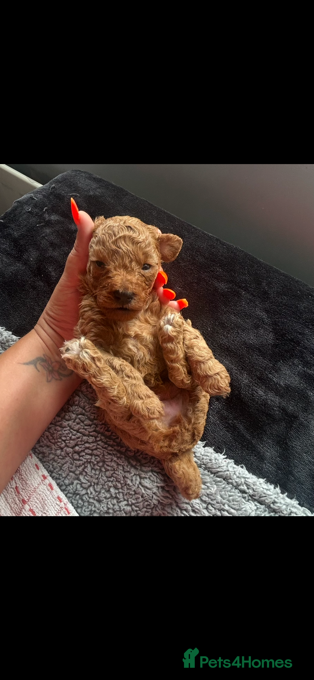Poochon dogs for sale: Gorgeous litter of F1BB Poochons  - Image 24
