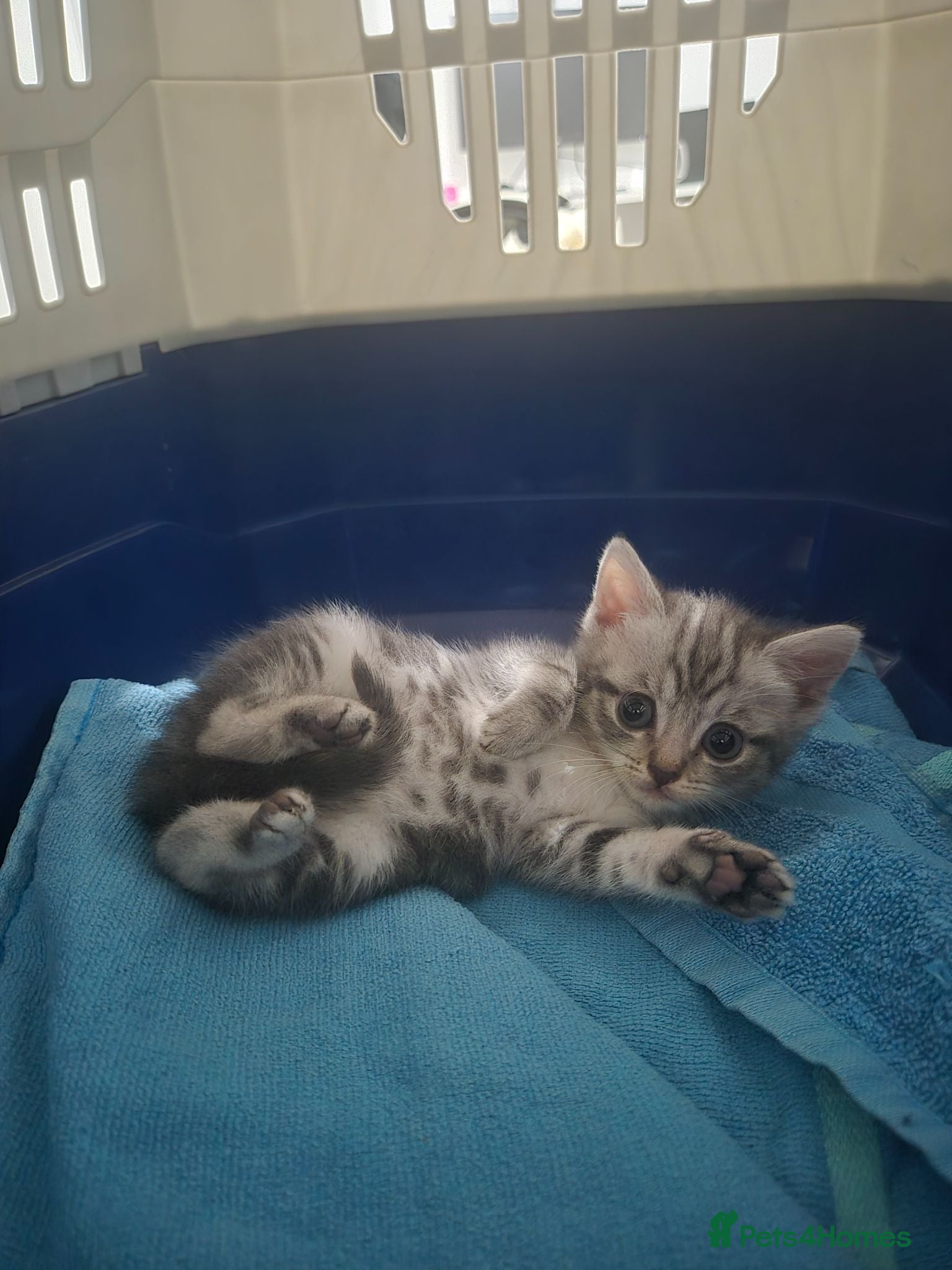British Shorthair cats Adorable British shorthair silver tabby  - Advert 1