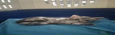 British Shorthair 1