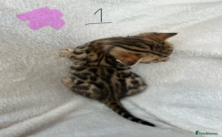 Bengal cats in Birmingham - Advert 1