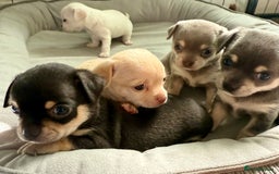 Chihuahua dogs for sale: 5 gorgeous chihuahua pups - viewings start 23/08 - Image 1