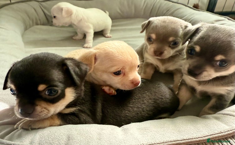 Chihuahua dogs - Advert 2