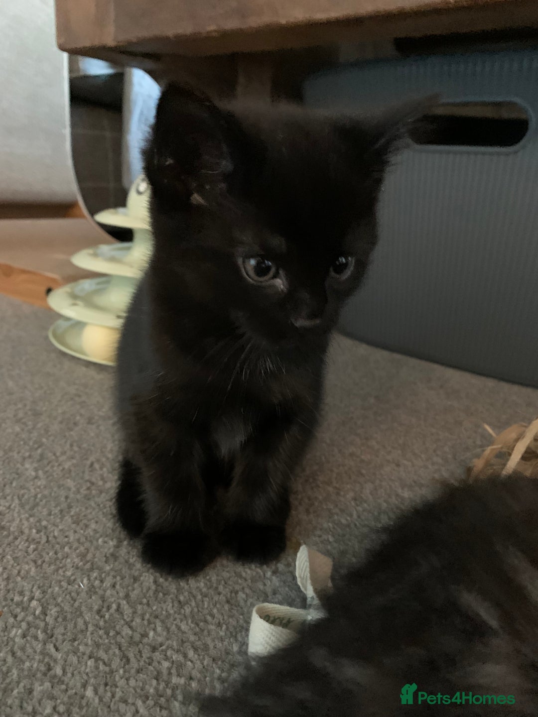 Mixed Breed cats for sale: Black Mixed Breed Kittens - Image 2
